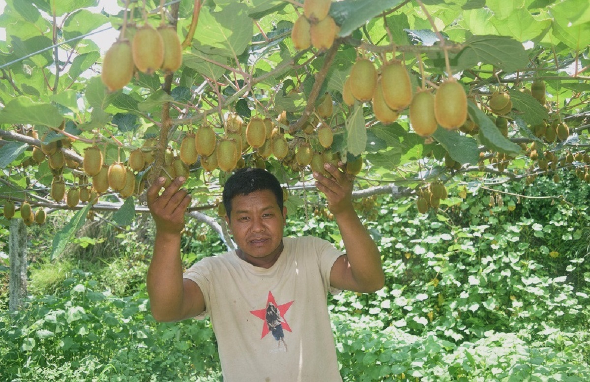 किवीखेतीबाट गाउँमै भविष्य खोज्दै युवा, उचित बजार व्यवस्थापनको भने चुनौती